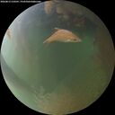 ./images/calvert/underwater/20260812/underwater20260812_210501M.jpg