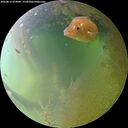 ./images/calvert/underwater/20260813/underwater20260813_074001M.jpg