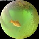 ./images/calvert/underwater/20260813/underwater20260813_120501M.jpg