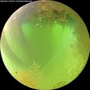 ./images/calvert/underwater/20260813/underwater20260813_124501M.jpg