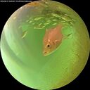 ./images/calvert/underwater/20260813/underwater20260813_160501M.jpg