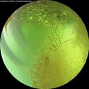 ./images/calvert/underwater/20260813/underwater20260813_163501M.jpg