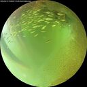 ./images/calvert/underwater/20260813/underwater20260813_170001M.jpg