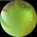 ./images/calvert/underwater/20260813/underwater20260813_171501M.jpg