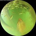 ./images/calvert/underwater/20260813/underwater20260813_172501M.jpg