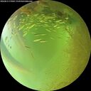 ./images/calvert/underwater/20260813/underwater20260813_173002M.jpg