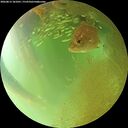 ./images/calvert/underwater/20260813/underwater20260813_181001M.jpg