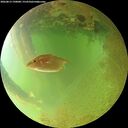 ./images/calvert/underwater/20260813/underwater20260813_190001M.jpg