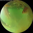 ./images/calvert/underwater/20260813/underwater20260813_195501M.jpg