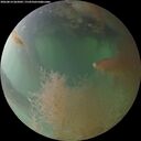 ./images/calvert/underwater/20260814/underwater20260814_062001M.jpg