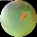 ./images/calvert/underwater/20260814/underwater20260814_112001M.jpg