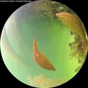 ./images/calvert/underwater/20260814/underwater20260814_160001M.jpg