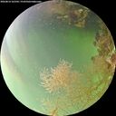 ./images/calvert/underwater/20260814/underwater20260814_162501M.jpg