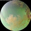 ./images/calvert/underwater/20260814/underwater20260814_163502M.jpg