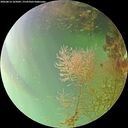 ./images/calvert/underwater/20260814/underwater20260814_165001M.jpg