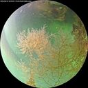 ./images/calvert/underwater/20260814/underwater20260814_165501M.jpg