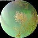 ./images/calvert/underwater/20260814/underwater20260814_170001M.jpg