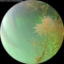 ./images/calvert/underwater/20260814/underwater20260814_170501M.jpg