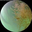./images/calvert/underwater/20260814/underwater20260814_172001M.jpg