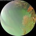 ./images/calvert/underwater/20260814/underwater20260814_174501M.jpg