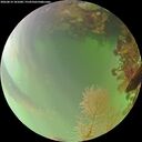 ./images/calvert/underwater/20260814/underwater20260814_181001M.jpg