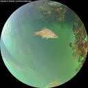 ./images/calvert/underwater/20260814/underwater20260814_182001M.jpg