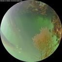 ./images/calvert/underwater/20260814/underwater20260814_190001M.jpg