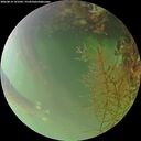 ./images/calvert/underwater/20260814/underwater20260814_191001M.jpg
