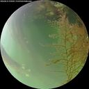 ./images/calvert/underwater/20260814/underwater20260814_192001M.jpg