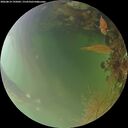 ./images/calvert/underwater/20260814/underwater20260814_195001M.jpg