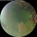 ./images/calvert/underwater/20260814/underwater20260814_200501M.jpg
