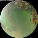 ./images/calvert/underwater/20260815/underwater20260815_074501M.jpg