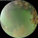 ./images/calvert/underwater/20260815/underwater20260815_075001M.jpg