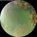 ./images/calvert/underwater/20260815/underwater20260815_075501M.jpg
