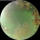 ./images/calvert/underwater/20260815/underwater20260815_080502M.jpg