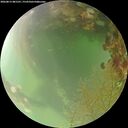 ./images/calvert/underwater/20260815/underwater20260815_081501M.jpg