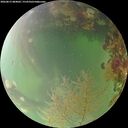./images/calvert/underwater/20260815/underwater20260815_084002M.jpg