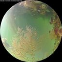./images/calvert/underwater/20260815/underwater20260815_100001M.jpg