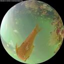 ./images/calvert/underwater/20260815/underwater20260815_104502M.jpg