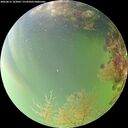 ./images/calvert/underwater/20260815/underwater20260815_163001M.jpg