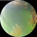 ./images/calvert/underwater/20260815/underwater20260815_164502M.jpg