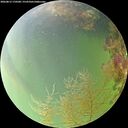 ./images/calvert/underwater/20260815/underwater20260815_170501M.jpg