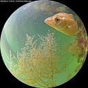 ./images/calvert/underwater/20260815/underwater20260815_173501M.jpg