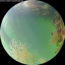 ./images/calvert/underwater/20260815/underwater20260815_180001M.jpg