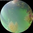 ./images/calvert/underwater/20260815/underwater20260815_181501M.jpg