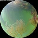 ./images/calvert/underwater/20260815/underwater20260815_182501M.jpg
