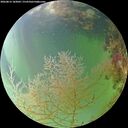 ./images/calvert/underwater/20260815/underwater20260815_183002M.jpg