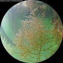 ./images/calvert/underwater/20260815/underwater20260815_183501M.jpg