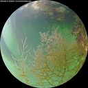 ./images/calvert/underwater/20260815/underwater20260815_184001M.jpg