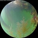 ./images/calvert/underwater/20260815/underwater20260815_184501M.jpg